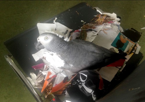 From ABOUT to WITH, becoming collective