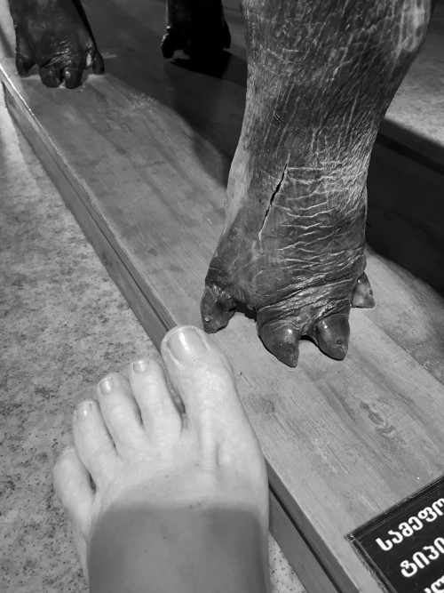 Five Conversations with Taxidermied Animals