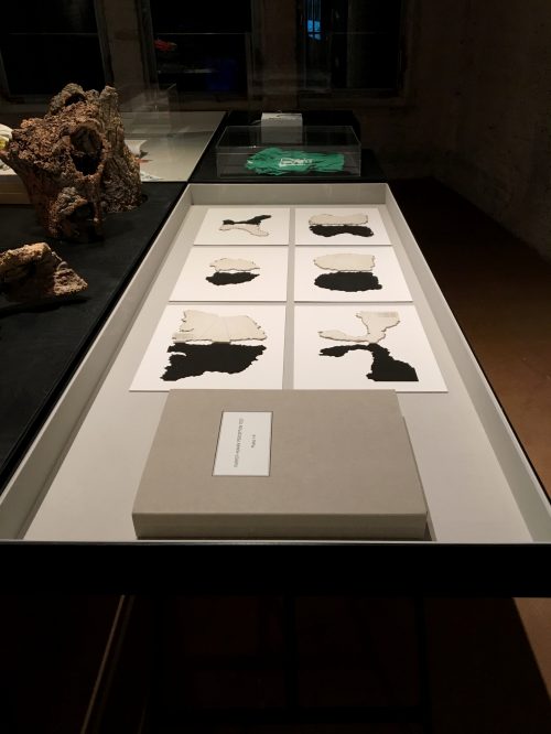 Parrot-Human Perception Test