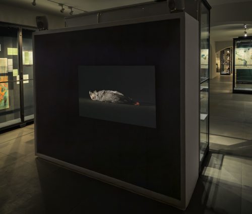 The Sky is Our Sea and the Trees are Our Land