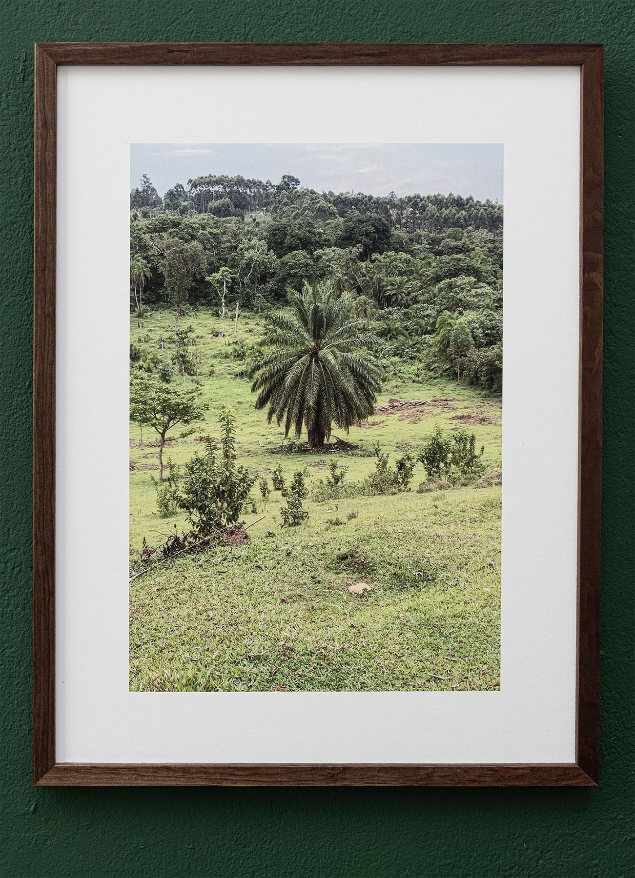 Oil palm tree on Danniel Mbahurire’s Land, 2022