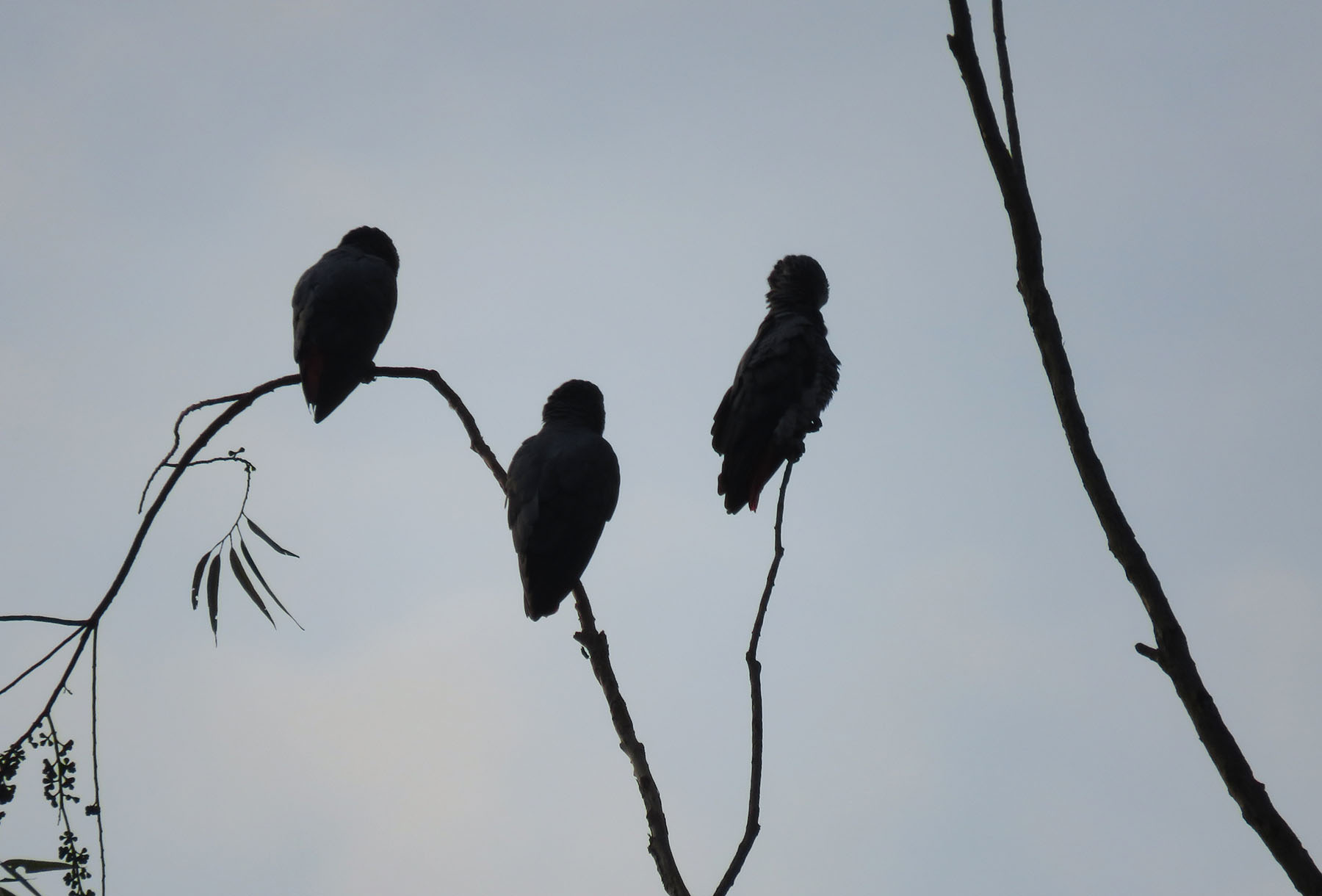 Grey parrots perch high up in the trees waiting for the sun, 2022